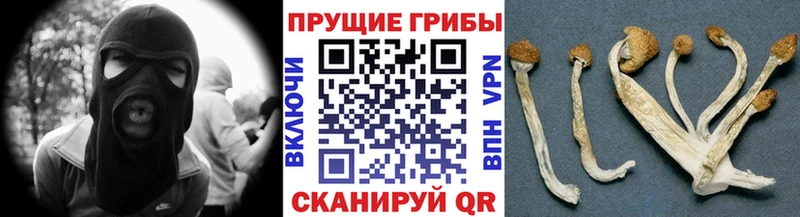 Псилоцибиновые грибы прущие грибы  Дно 